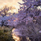 夕暮れ 桜