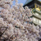 大阪城の桜