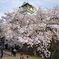 大阪城と桜