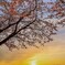 桜と夕焼け