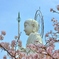 かつらぎ公園の桜と平和祈念像(高さ18m)