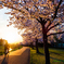 桜花爛漫の遊歩道..