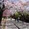 桜咲き　道にも花敷く　幸せの参道