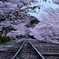 廃線の線路と桜