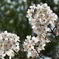 桜　満開