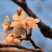 小城公園の桜