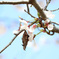 みのむしと桜