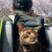猫とお散歩