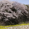 名古屋城内堀の桜
