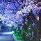 夜明け前の桜
