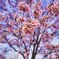 彼岸桜