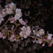 夜桜