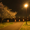 夜桜と堰