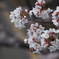 休日の花見散歩