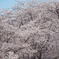 奥までずっと、もっこもこの桜！