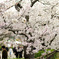 大阪城の桜