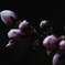 開花待つ。