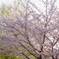 上野公園の桜
