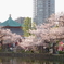 上野公園の桜