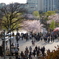 上野公園の桜
