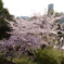 上野公園の桜