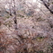 上野公園の桜