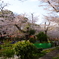 上野公園の桜