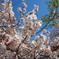 天神の桜