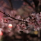 街道沿いの桜