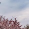 飛行機と桜