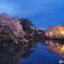 夜桜