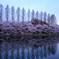 お堀に写る桜