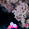 街道沿いの夜桜
