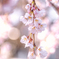 糸桜