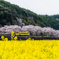 桜　菜の花　ホタル号