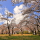 桜・うらら