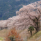 満開の桜並木