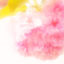 恥じらい桜