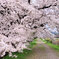 桜のトンネル
