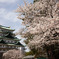 名古屋城と桜
