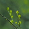 芽吹くとき