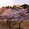 公園の桜