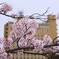 曇り時々さくら