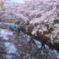 勝浦町の桜