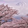 満開桜