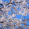 見上げれば桜