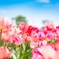 花に囲まれる幸せ