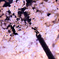 夜桜
