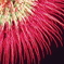 花火1