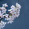 桜咲く